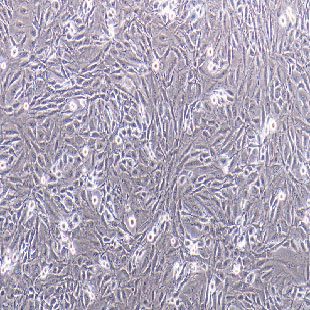 CFSC-8B 大鼠肝星形細(xì)胞