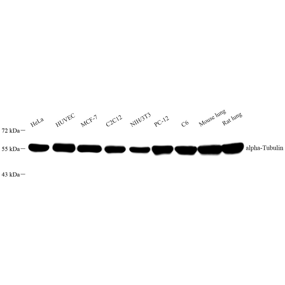 Recombinant Anti -alpha Tubulin antibody ( Mouse mAb )