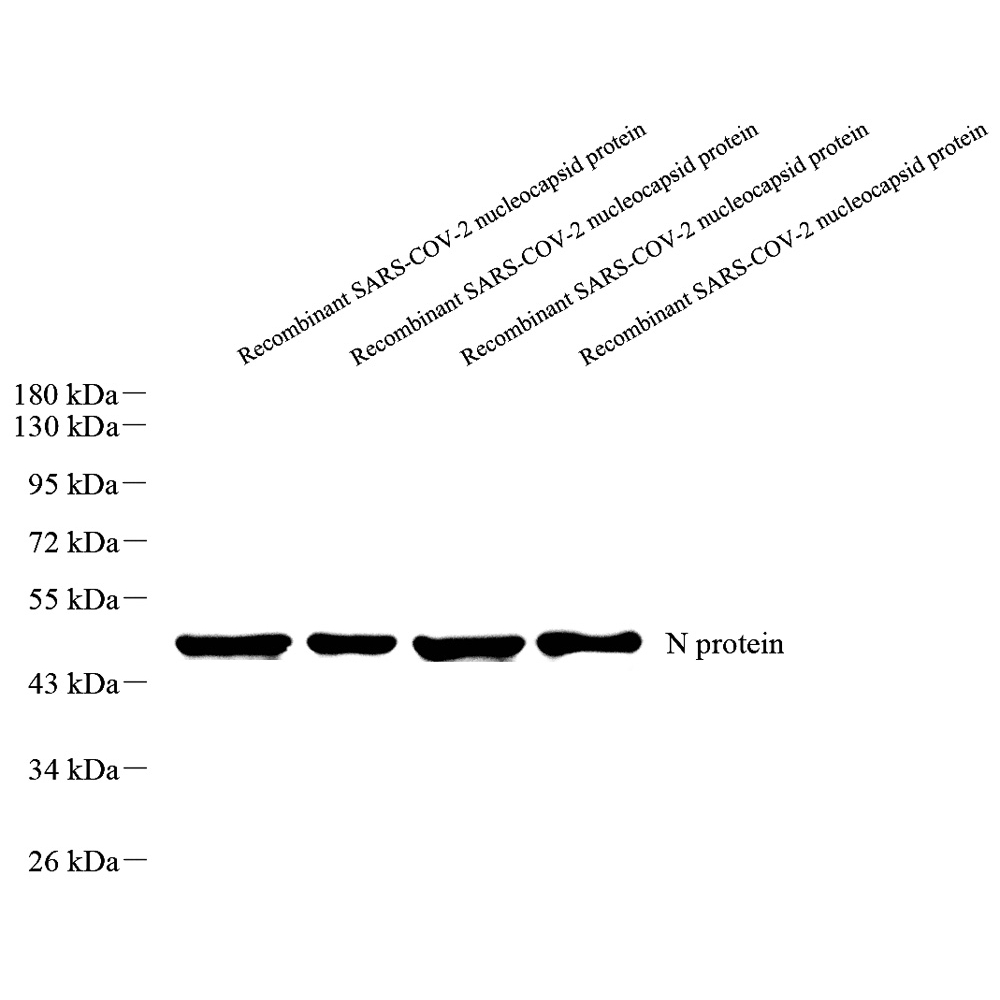 Anti - SARS-CoV-2 nucleocapsid protein Mouse mAb