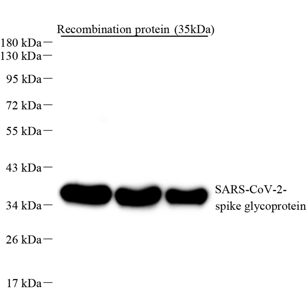 Anti - SARS-CoV-2 spike glycoprotein Mouse mAb