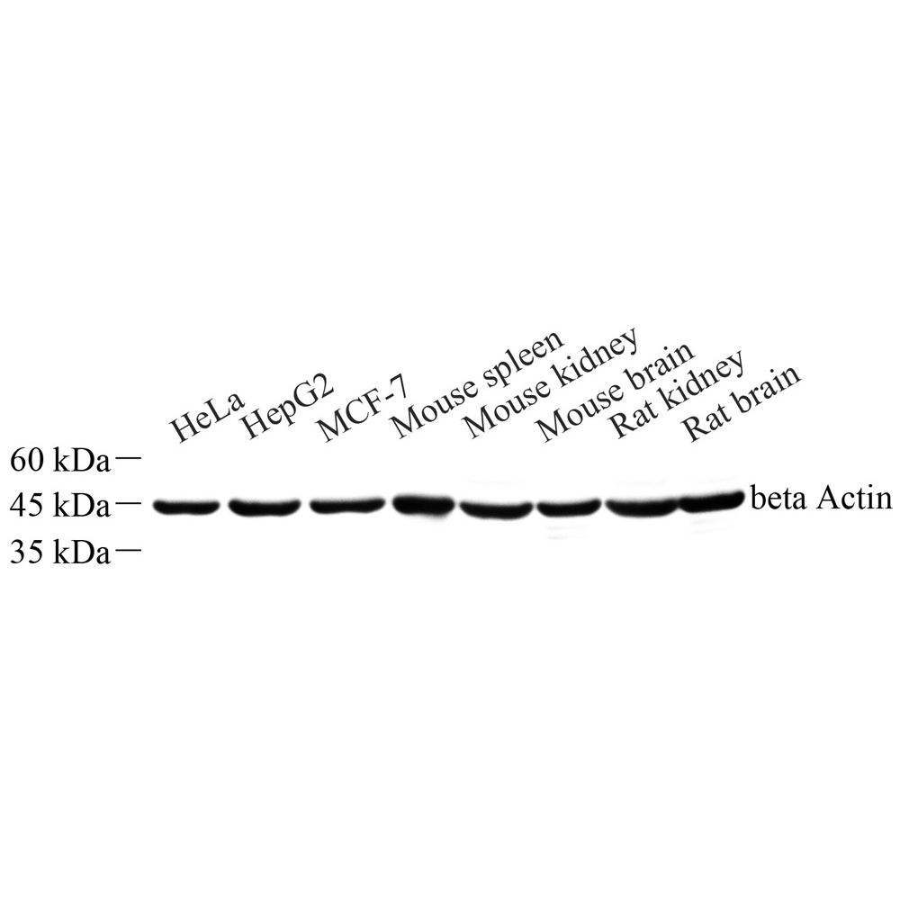 Anti -beta Actin Mouse mAb