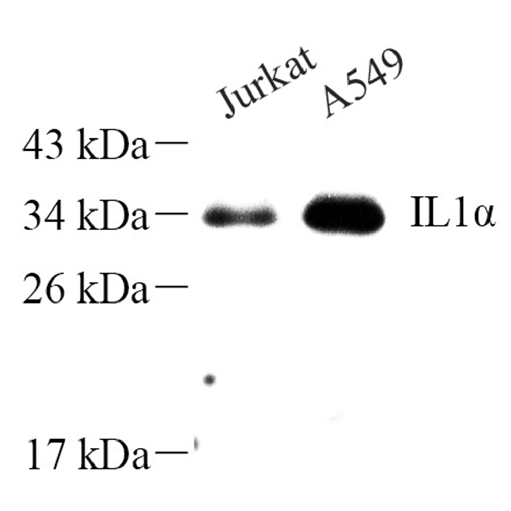 Anti -IL-1 alpha Rabbit pAb