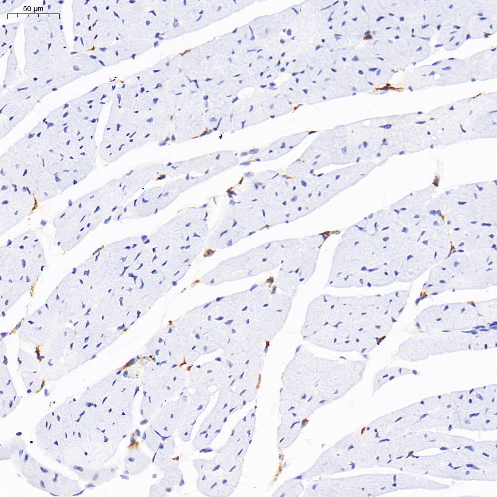 Anti -CD68 Rabbit pAb