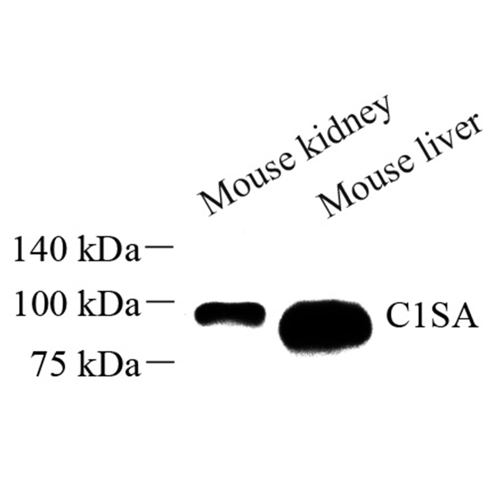 Anti -C1s Rabbit pAb