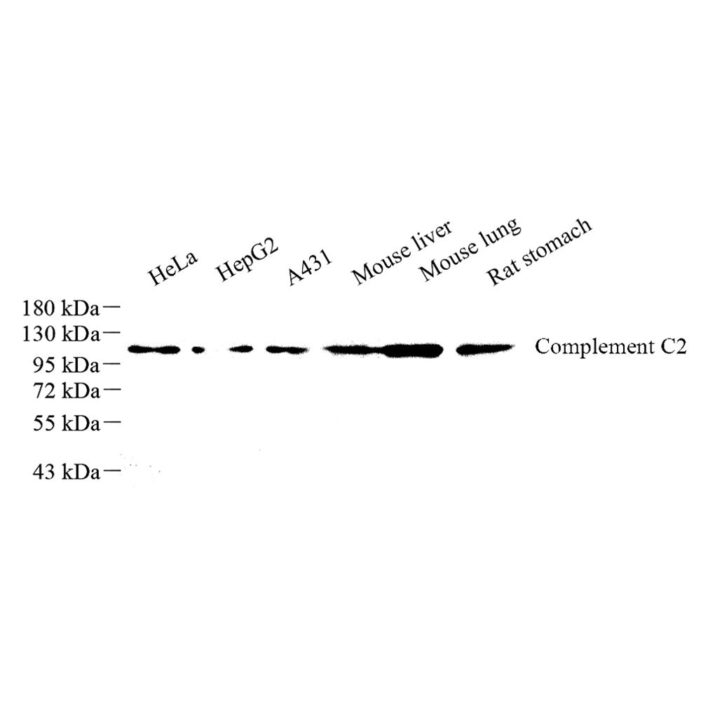 Anti -C2 Rabbit pAb