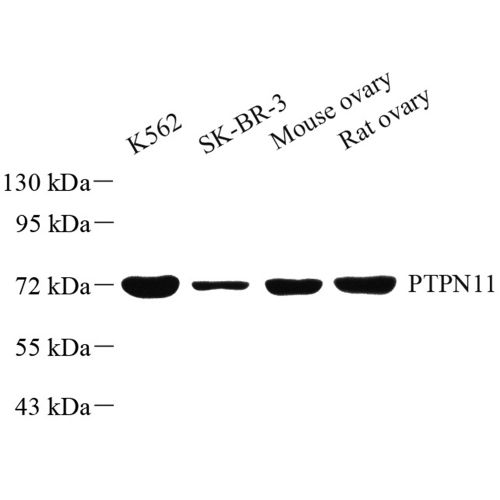 Anti -SHP2 Rabbit pAb