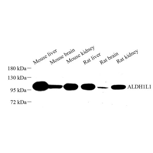 Anti -ALDH1L1 Rabbit pAb