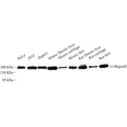 Anti -CollagenII Rabbit pAb