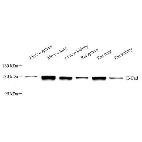 Anti - E Cadherin Rabbit pAb