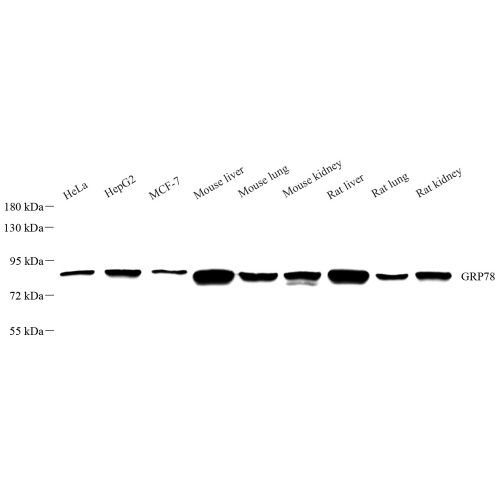 Anti -GRP78 BiP Rabbit pAb