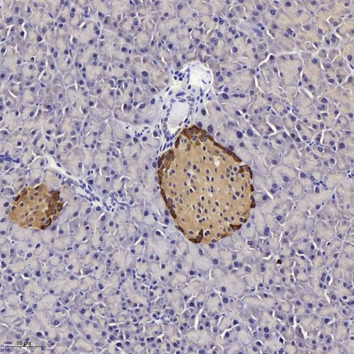 Anti -Glucagon Rabbit pAb