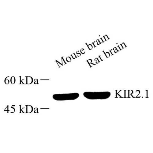 Anti -Kir2.1/BIK Rabbit pAb