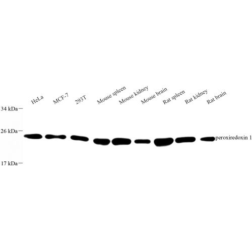 Anti -Peroxiredoxin 1/PAG Rabbit pAb