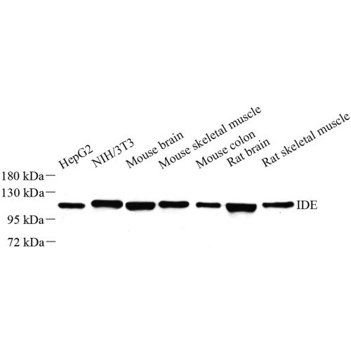 Anti -Insulin degrading enzyme / IDE Rabbit pAb