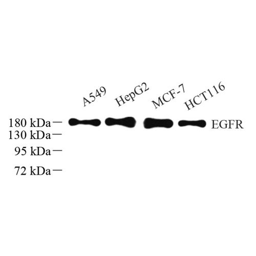 Anti -EGFR Rabbit pAb