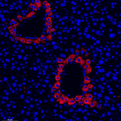 Anti -Cathepsin D Rabbit pAb