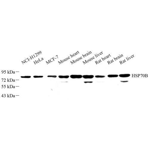 Anti -HSPA6 Rabbit pAb