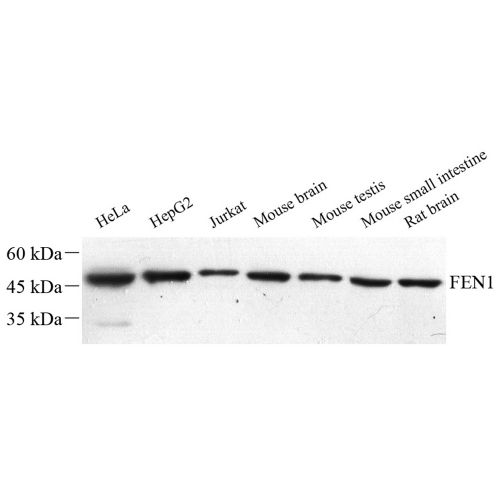 Anti -FEN1 Rabbit pAb