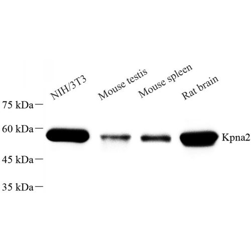 Anti -KPNA2 Rabbit pAb