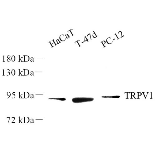 Anti -VR1 Rabbit pAb