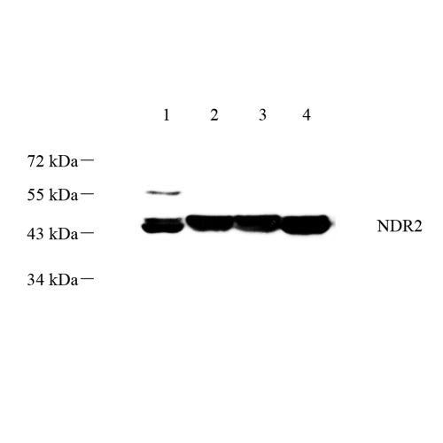 Anti -NDRG2 Rabbit pAb