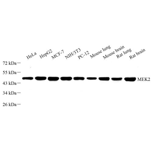 Anti -MEK2 Rabbit pAb