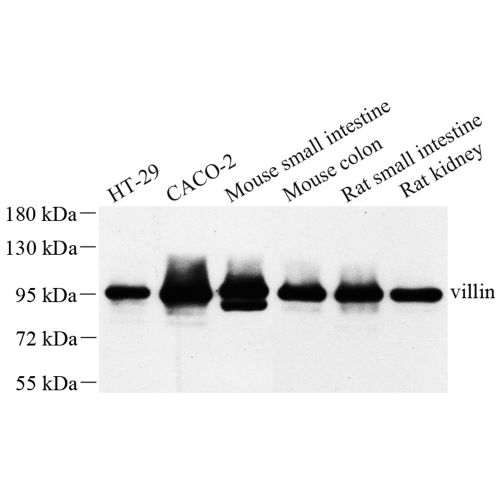 Anti -Villin Rabbit pAb