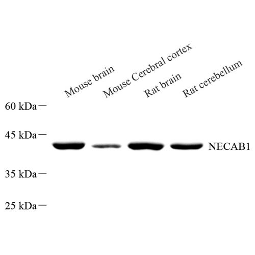 Anti -NECAB1 Rabbit pAb