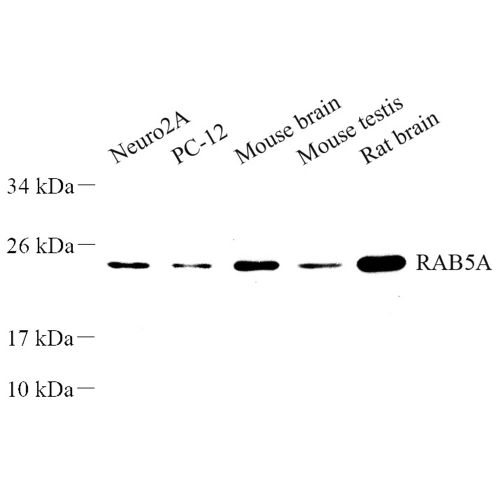 Anti -Rab5 Rabbit pAb