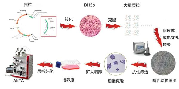 蛋白表達(dá)與純化